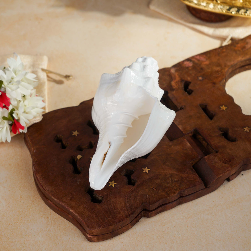 Sri Rudra Blowing Shank Big (SR 03095)